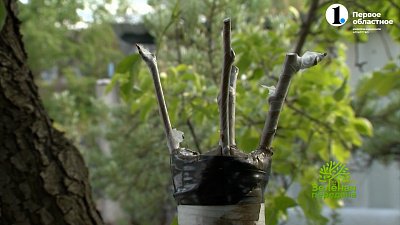 Июнь ― время для прививок плодовых