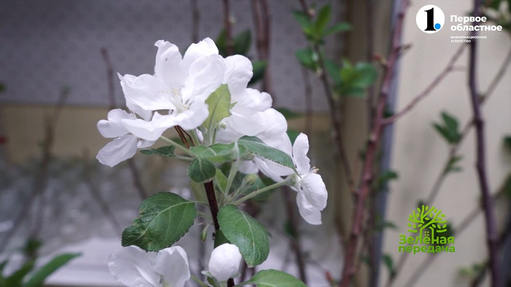 Плодовым растениям тоже нужна помощь