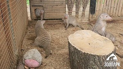 В Челябинском зоопарке мангусты перебрались в летний вольер
