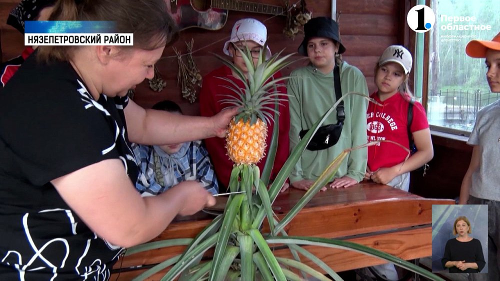 Жительница Нязепетровского района вырастила в теплице тайский ананас