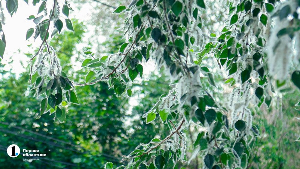 В Челябинске в жаркие дни будут поливать тополиный пух