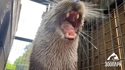 Выдры в Челябинском зоопарке отлично провели выходные