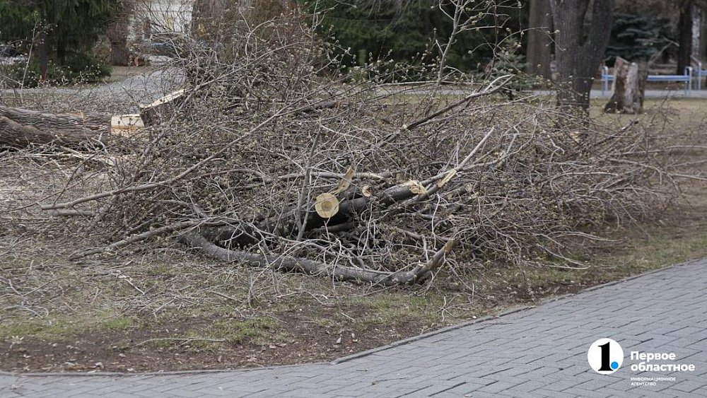 Более 500 деревьев планируют снести в Челябинске
