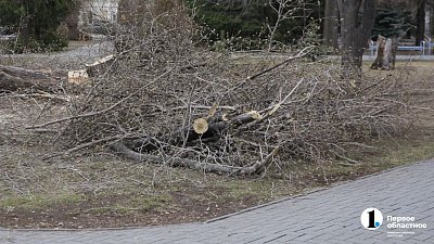 Более 500 деревьев планируют снести в Челябинске