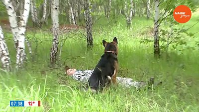 Чуткие мокрые носы в сюжете «Тренировка поисковых собак»