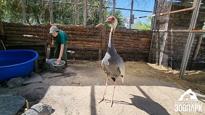 Даурский журавль из Челябинского зоопарка любит понедельники