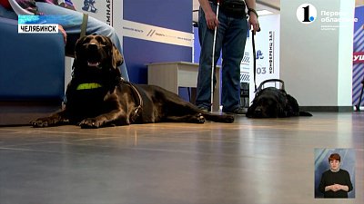 Как собаки-проводники помогают слабовидящим