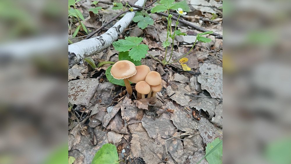 В Челябинской области заметили первые опята