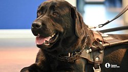 «Запоминают до 50 маршрутов»: в Челябинской области живут 13 собак‑поводырей