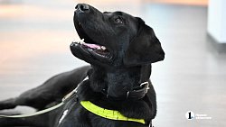 «Запоминают до 50 маршрутов»: в Челябинской области живут 13 собак‑поводырей