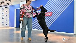 «Запоминают до 50 маршрутов»: в Челябинской области живут 13 собак‑поводырей