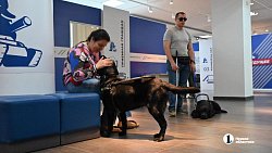 «Запоминают до 50 маршрутов»: в Челябинской области живут 13 собак‑поводырей