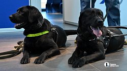«Запоминают до 50 маршрутов»: в Челябинской области живут 13 собак‑поводырей