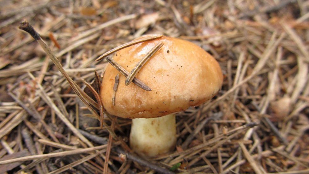 На Таганае появились первые маслята