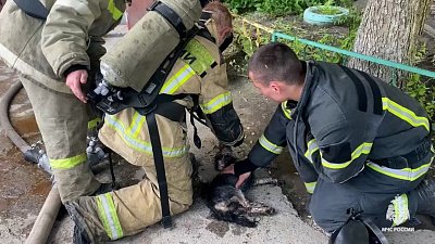В Челябинске сотрудники МЧС спасли трех животных во время пожара