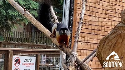 В Челябинском зоопарке белки Превоста отвыкли от летнего вольера