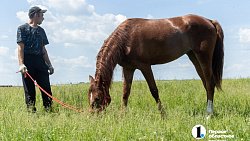 Конные бега в Уйском районе собрали участников и зрителей со всей Челябинской области