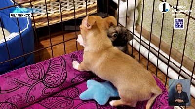 В России ограничат разведение домашних животных