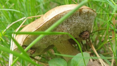 На Таганае появились первые подберезовики