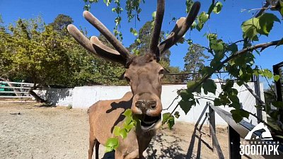 Марал Горыныч из челябинского зоопарка похвастался хорошим аппетитом
