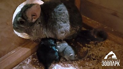 В Челябинском зоопарке показали новорожденных шиншилл