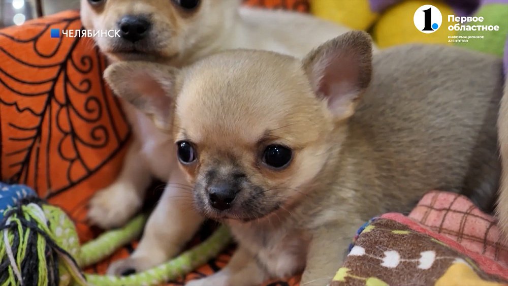 В России ограничат разведение домашних животных