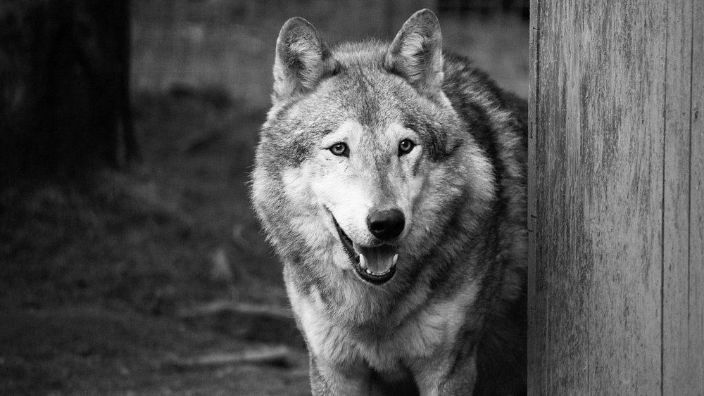 В Челябинском зоопарке скончался волк Люк