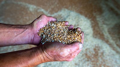 В Челябинской области впервые за 9 лет застрахован с господдержкой урожай сельхозкультур