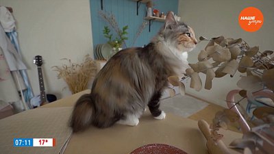 Курильский бобтейл в рубрике «Усы, лапы и хвост»