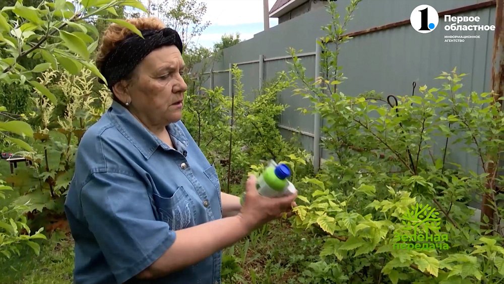 Хлороз на малине