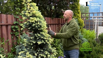 Ель можно сдержать в росте