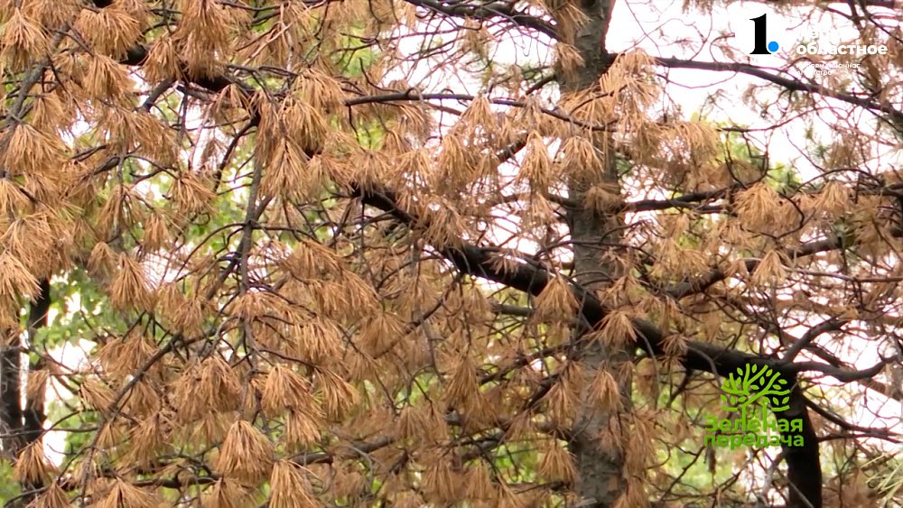 Даже крупные деревья могут болеть