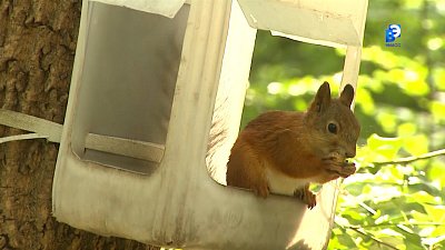 Жительница Миасса кормит животных в парке Автозаводцев