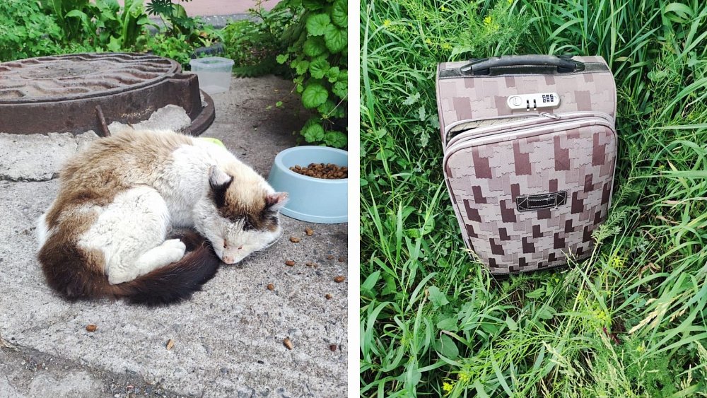 В Магнитогорске старого кота выкинули на улицу в чемодане
