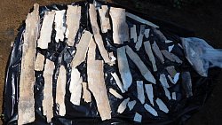 Под Челябинском нашли останки древнего слона