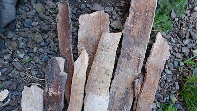 Под Челябинском нашли бивень мамонта 