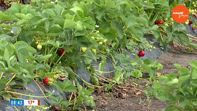 Ранняя земляника в рубрике «Руки садовода»