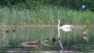 На миасском водоеме поселилась семья лебедей