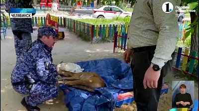 В Металлургическом районе в заборе садика застряла косуля