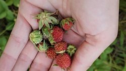 Челябинцы собирают землянику в городском бору