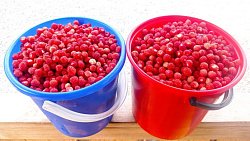 Челябинцы собирают землянику в городском бору