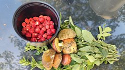 Челябинцы собирают землянику в городском бору