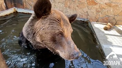 Челябинский зоопарк закрыли на сандень 