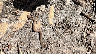 В нацпарке «Таганай» рассказали о поведении гадюки при встрече с человеком