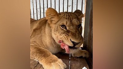 В челябинском зоопарке показали обед льва
