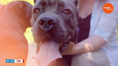 Кане-корсо в рубрике «Усы, лапы и хвост»