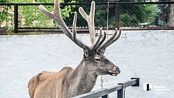 Часть Центрального района Челябинска обновят к осени этого года