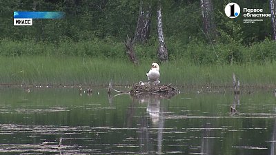 В миасском СНТ поселилась семья лебедей
