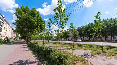 В мэрии рассказали о приживаемости сосен и лип в Челябинске