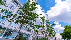 В мэрии рассказали о приживаемости сосен и лип в Челябинске